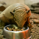 Illustration for article titled How the HECK Are Armadillos Real??!!